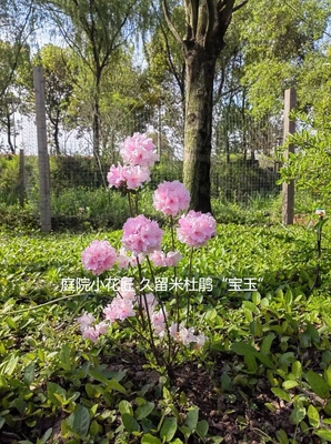 浙庭院小花匠*久留米杜鹃“宝钰”耐寒多年生*耐阴耐热宝玉花量大