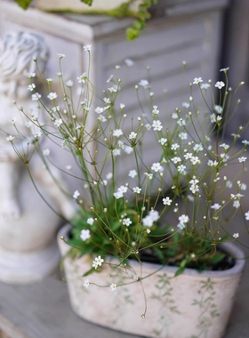 鲁庭院小花匠*点地梅“星尘”耐寒一年生*小巧仙气*多花似满天星