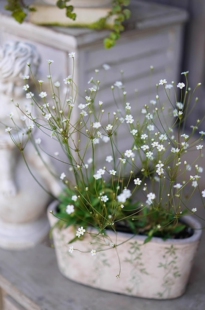 鲁庭院小花匠*点地梅“星尘”耐寒一年生*小巧仙气*多花似满天星