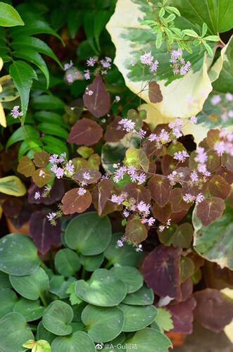 鲁庭院小花匠*盾叶唐松草“夏日烟花”耐寒多年生*原生植物荫生