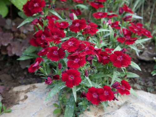 鲁庭院小花匠*矮生红石竹*耐寒多年生*花期长花量大*组盆素材