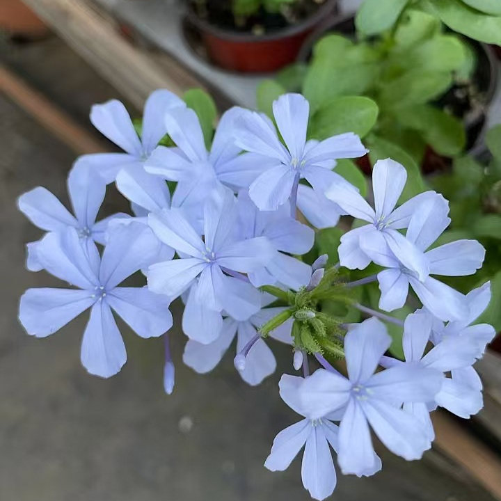 鲁庭院小花匠*冰雪花*多年生*耐热皮实*花期长*蓝雪花的浅蓝版本