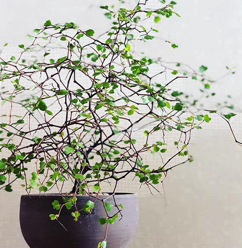 鲁庭院小花匠*灌木千叶兰“马褂叶个体”半耐寒多年生*铁丝网千叶