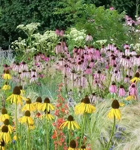 鲁庭院小花匠*苍白松果菊*黄色/粉白混色*耐寒多年生*田园低维护