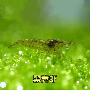 黑壳虾除藻虾观赏虾工具虾饲料虾花腰虾中华小长臂除丝藻刚毛藻