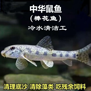 原生好养棒花鱼清洁残留除藻翻砂冷水工具鱼淡水鱼