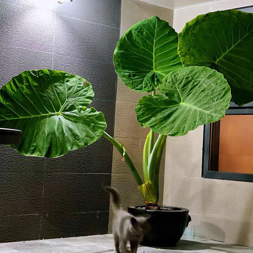 象耳芋客厅吸收甲醇大型盆栽