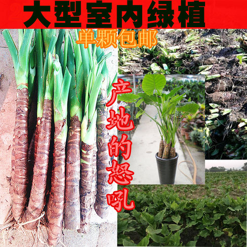 滴水观音海芋水培花卉包邮霸王芋