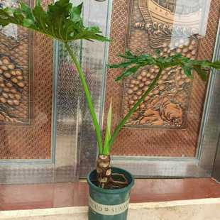 春羽龙鳞杆老桩小天使蔓绿绒春雨水培绿植室内包邮