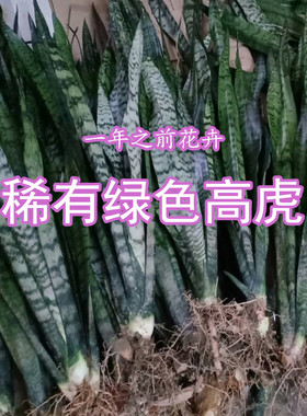 绿色虎尾兰银脉高脚长虎皮兰盆栽室内室外办公室植物耐光好养绿植