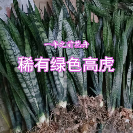绿色虎尾兰银脉高脚长虎皮兰盆栽室内室外办公室植物耐光好养绿植