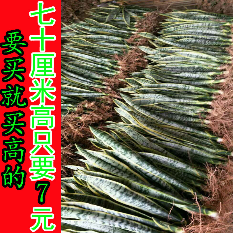 金边虎皮兰盆栽室内绿植高大虎皮兰植物除甲醛防辐射懒人植物包邮