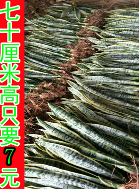 金边虎皮兰盆栽室内绿植高大虎皮兰植物除甲醛防辐射懒人植物包邮