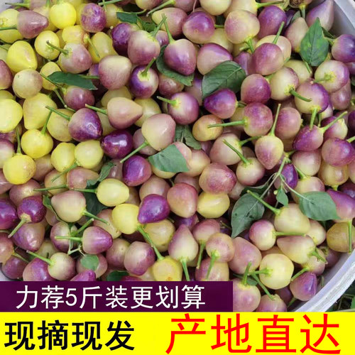 广西特产七彩辣椒新鲜五彩椒七色椒珍珠小辣椒灯笼椒五色椒脆泡椒