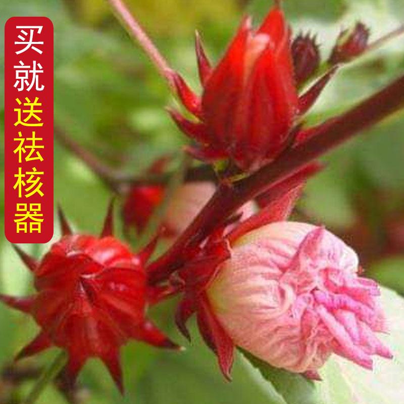 广西洛神花新鲜红桃K现摘玖瑰茄当季泡酒果脯酵素现货送祛核神器