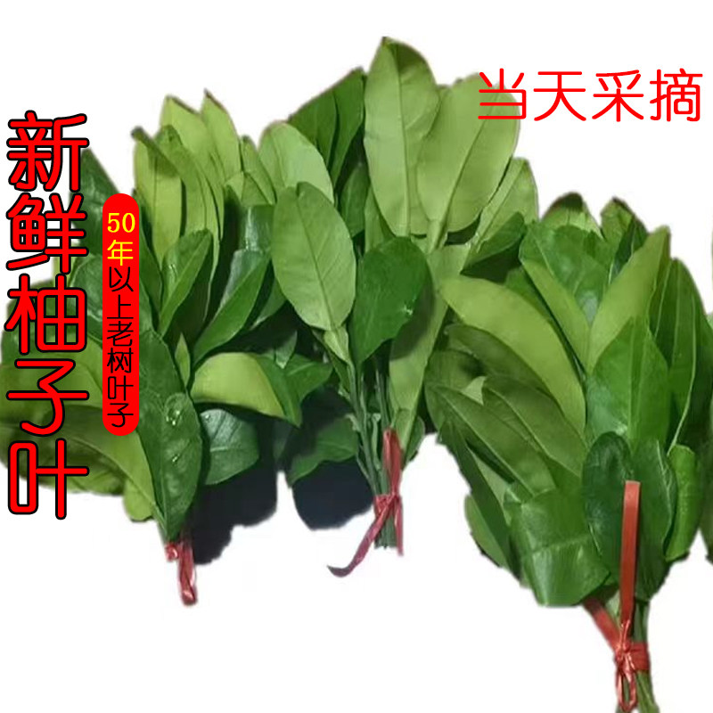 新鲜柚子叶带枝叶现摘树叶转运祈褔去晦气50年老树青团深山碌柚叶