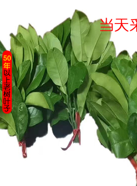 新鲜柚子叶带枝叶现摘树叶转运祈褔去晦气50年老树青团深山碌柚叶