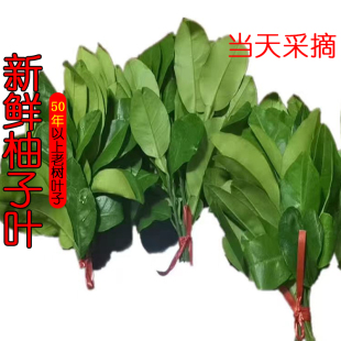 新鲜柚子叶带枝叶现摘树叶转运祈褔去晦气50年老树青团深山碌柚叶