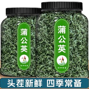 蒲公英原生态整棵带根干净无杂婆婆丁黄黄苗干品蒲公英天然蒲公英