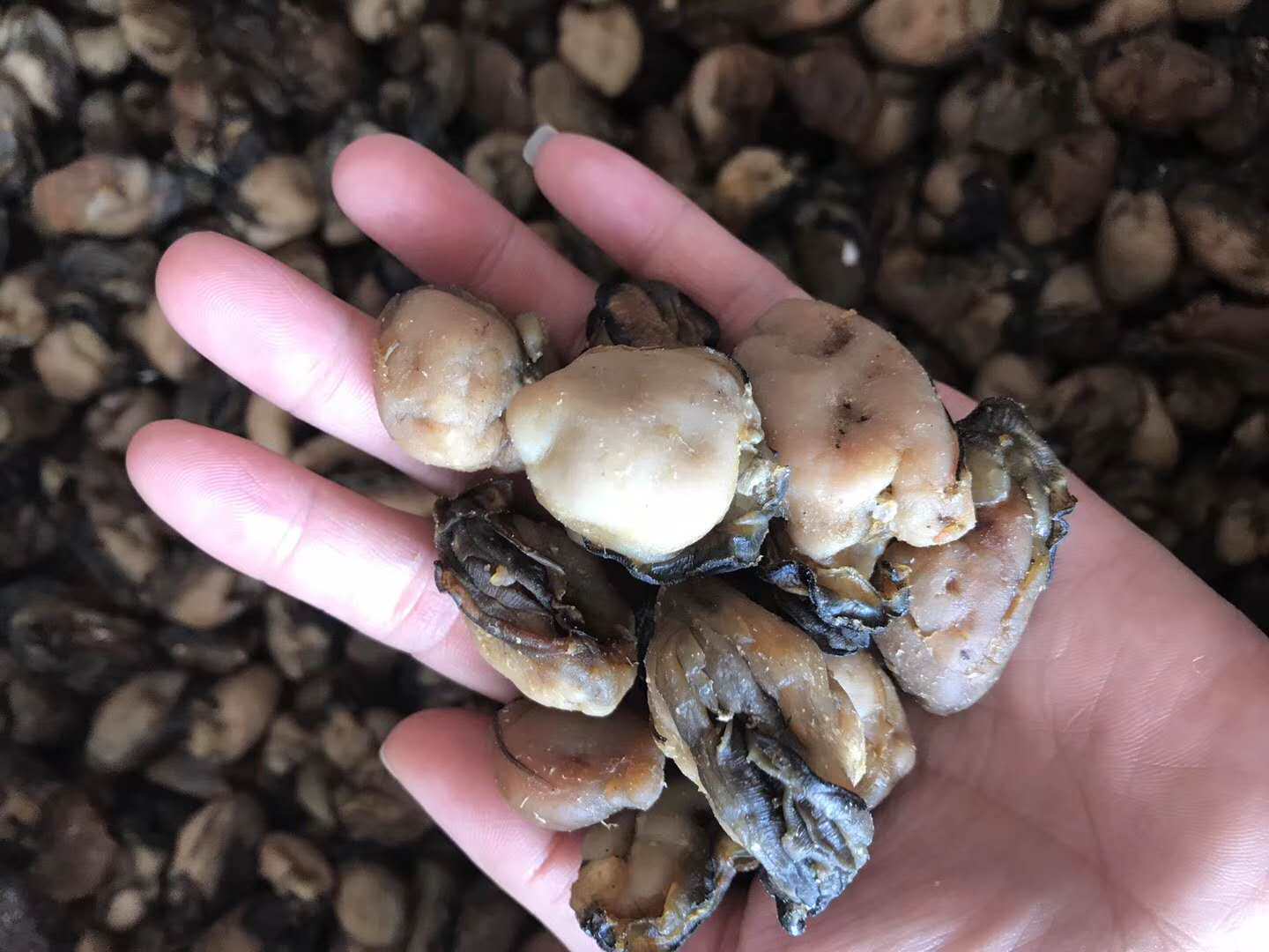 淡晒生蚝干海蛎干牡蛎干耗豉蠔蛎煲汤250g饱满无沙250克500克包邮