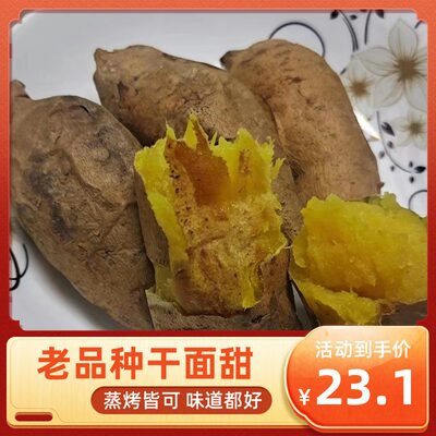 易县老品种地瓜黄心地瓜红薯白薯狼牙山蜜薯黄松553红薯蜂蜜罐薯