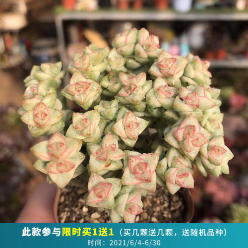 彩虹糖多肉植物素材模板 彩虹糖多肉植物图片下载 小麦优选