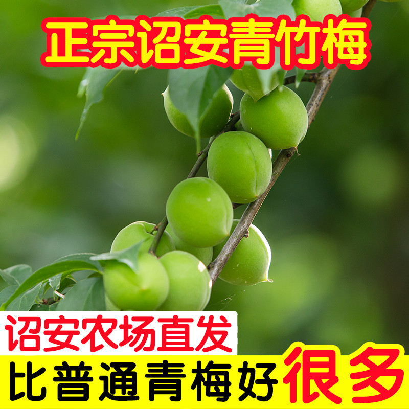 诏安青竹梅新鲜青梅鲜果泡酒专用现摘级特鲜梅子胭脂梅小白梅黄梅