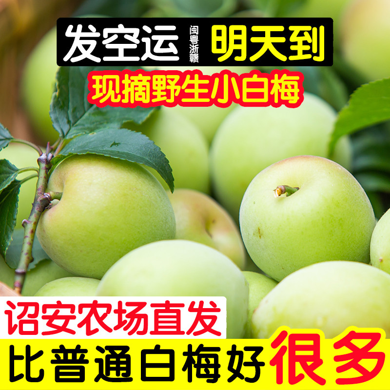 诏安新鲜小白梅鲜果泡酒专用现摘级特鲜梅子胭脂梅青梅鲜果黄梅