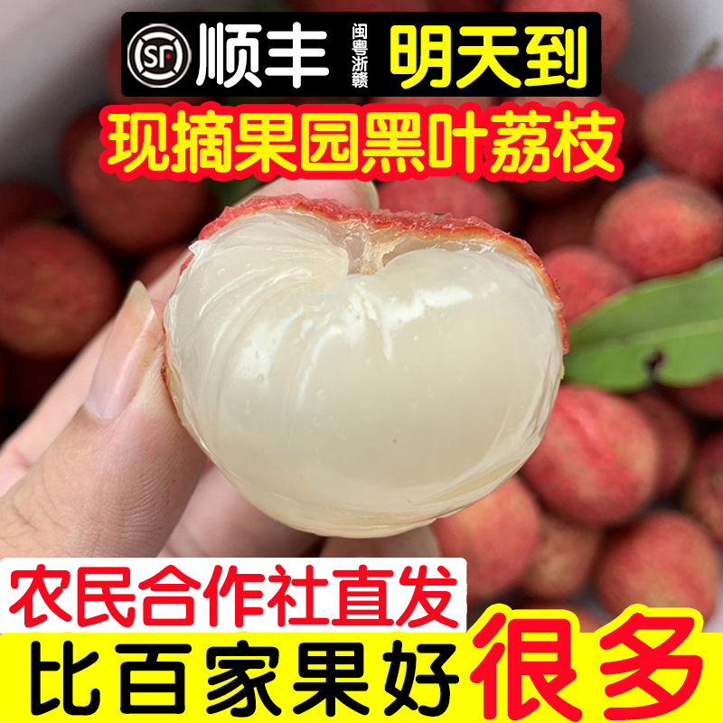 【好果不贵】纯甜黑叶荔枝发货啦