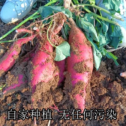 红薯叶白心肉地瓜老品种红皮板栗番薯干面新鲜现挖农家自产无污