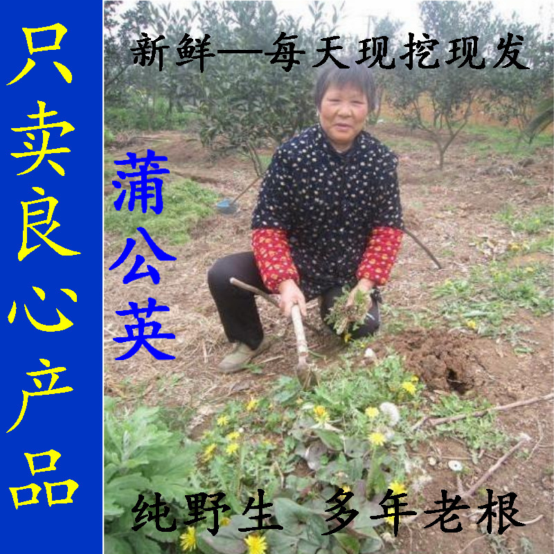 野菜 蒲公英 荠菜新鲜500g晒干整颗150g天然药用婆婆丁黄花苗地丁