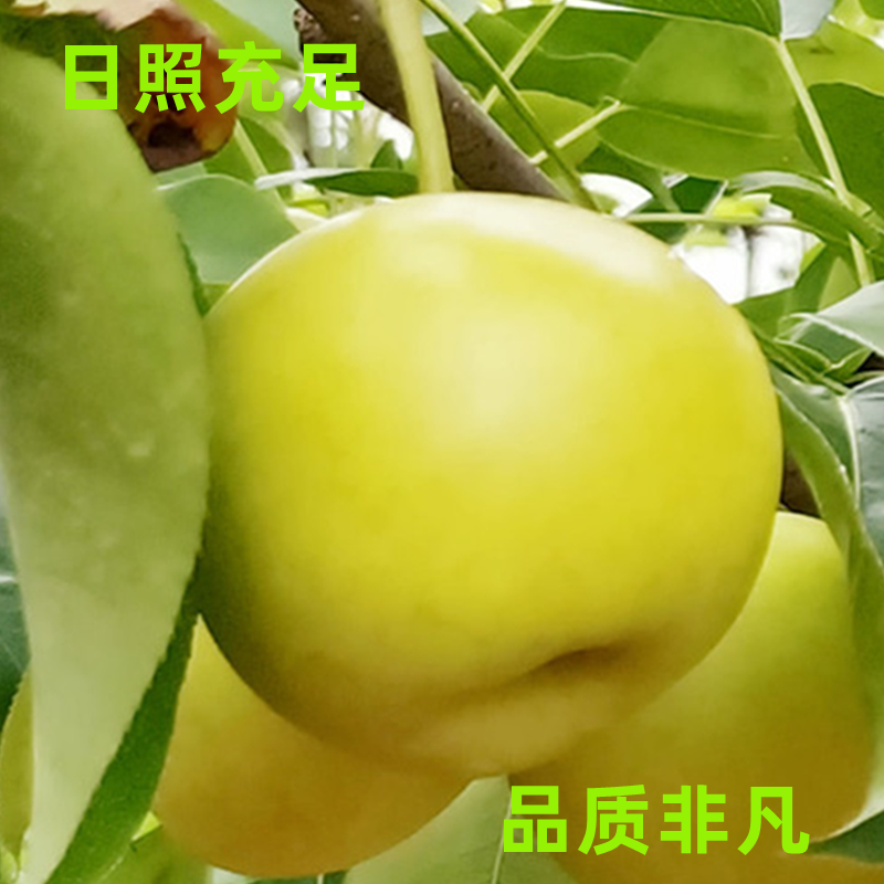 云南早白蜜梨子丁香梨新鲜水果脆甜应季梨大果雪花梨现摘现发