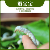 蚕宝宝活体卵学生套装 蚕菇凉 一二三四龄1234蚕白色七彩色茧
