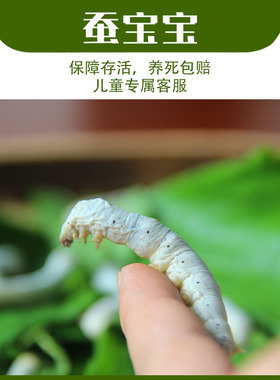 【蚕菇凉】蚕宝宝活体卵学生套装一二三四龄1234蚕白色七彩色茧
