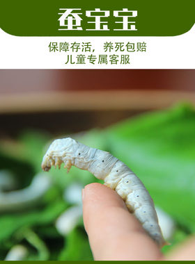 蚕菇凉蚕宝宝一二三四七彩蚕包活