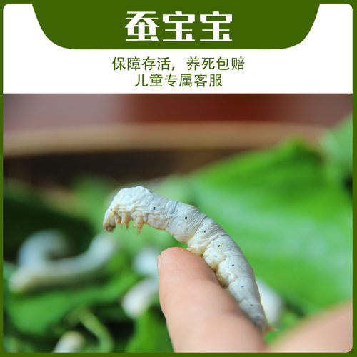 蚕菇凉蚕宝宝一二三四七彩蚕包活