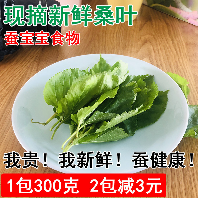 现摘嫩桑叶新鲜大小蚕宝宝吃食物饲料300g农家自种无污染当天发货|ruв категории традиционные питательный пища, гомологический продовольствия, медикаментов и продовольствия, тутовый лист - от Buy2taobao.com для оказания профессиональной услуги покупки агента Taobao