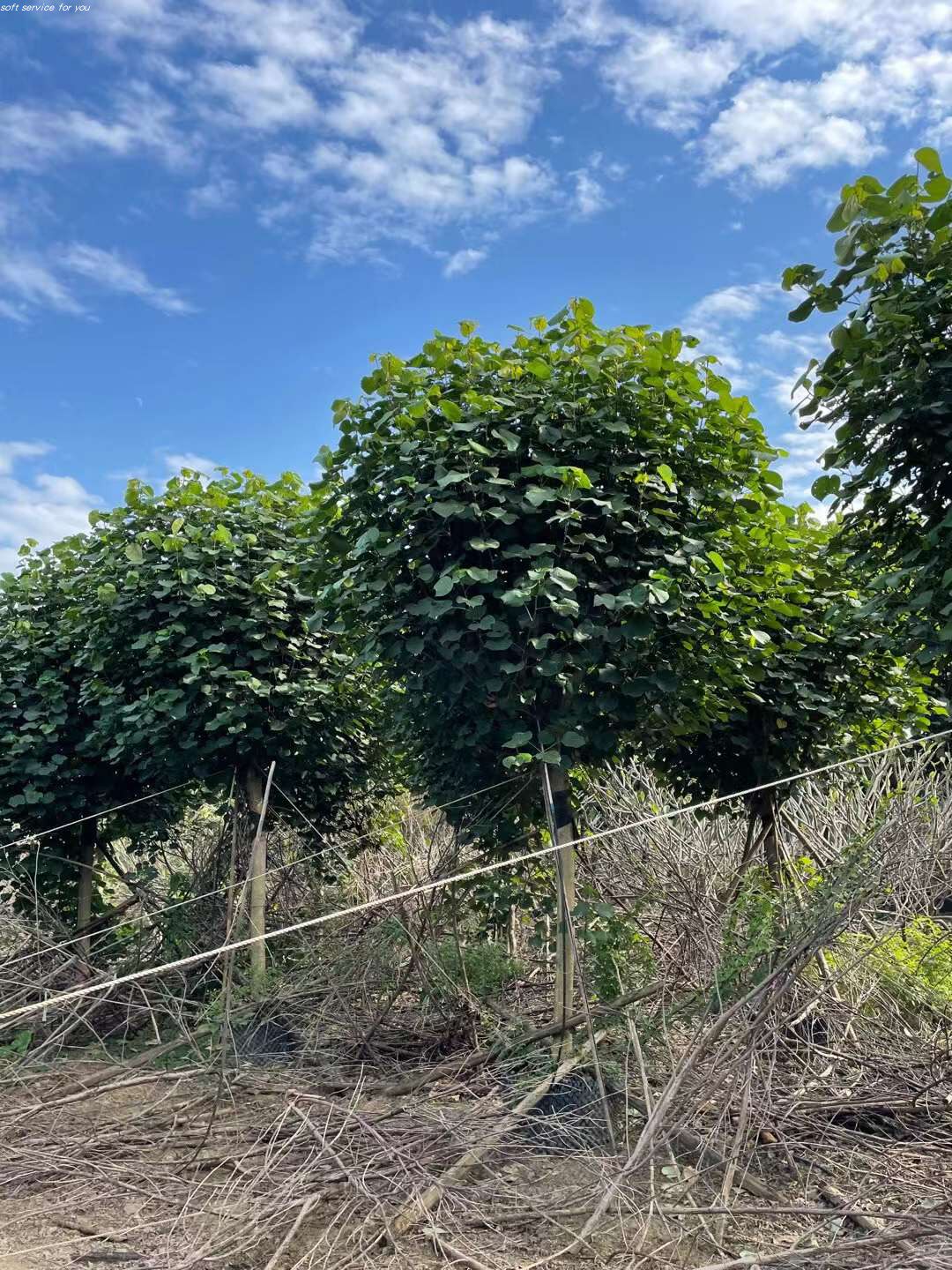 黄瑾黄槿树糕仔树桐花朴仔榄麻海麻海罗树弓背树广东中山常绿庭院