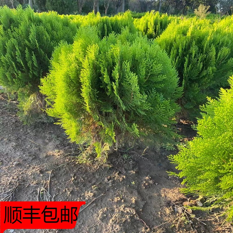 洒金柏彩色黄头柏松柏侧柏树苗扁柏塔柏宝塔松龙柏苗刺松树黄金柏