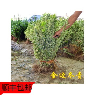 四季常青树苗篱笆植物金边黄杨