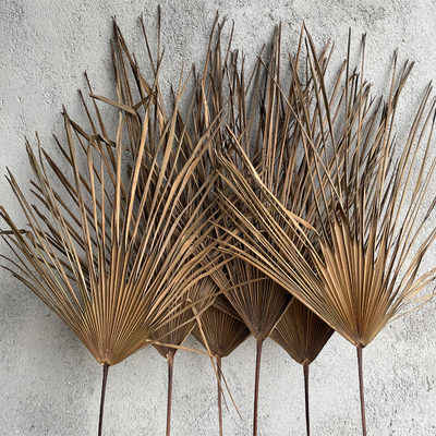 棕榈叶干树枝家居装饰蒲葵叶棕树叶干花造景婚庆道具拍摄5片