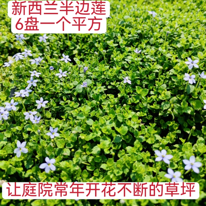 新西兰半边莲瞳草姬岩垂草熊猫堇过路黄各种地被花镜庭院花园植物