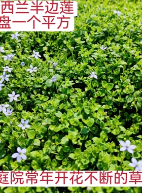 新西兰半边莲瞳草姬岩垂草爱尔兰珍珠草过路黄苗地被花镜庭院植物