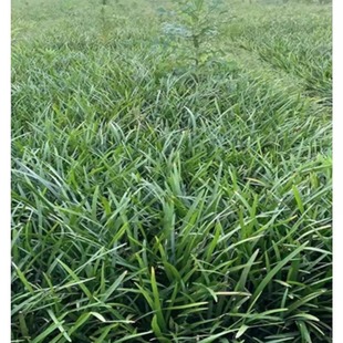 兰花三七阔叶麦冬草四季常绿工程绿化色块庭院盆栽耐寒地被植物