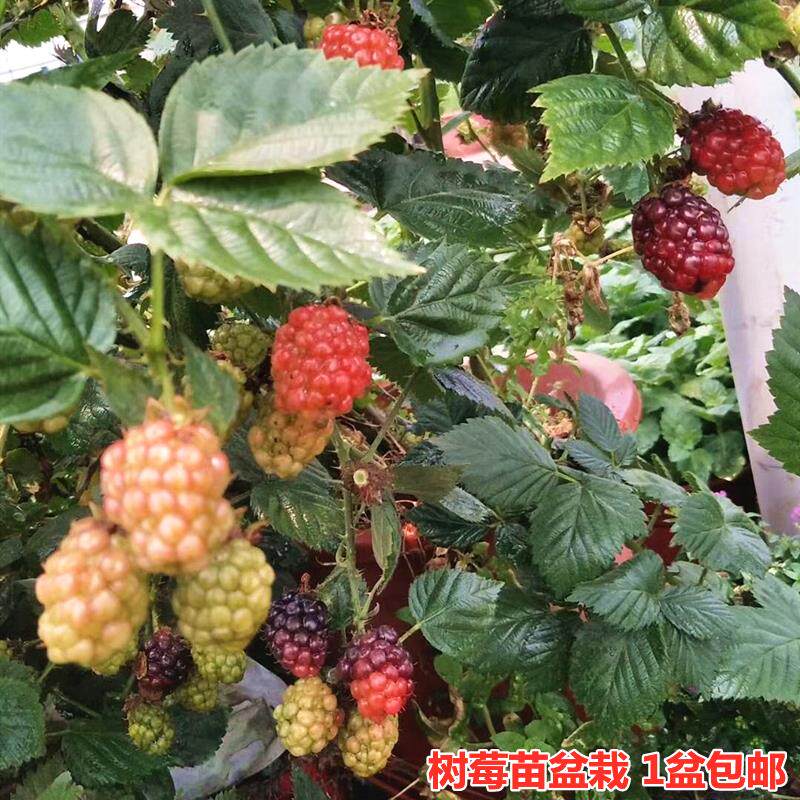 树莓苗盆栽阳台庭院爬藤山莓桑树苗多年生耐寒耐热黑莓