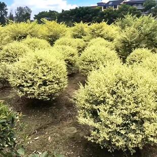 金姬小蜡球盆栽花叶香桃木多年生花叶灌木四季常青皮球松花镜植物