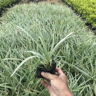 银边麦冬银纹沿阶草庭院绿化观赏草工程绿化耐寒耐旱易活花镜植物