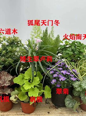 花镜植物组合搭配定制阳台庭院别墅造景铺面盆栽室外耐寒地被花镜