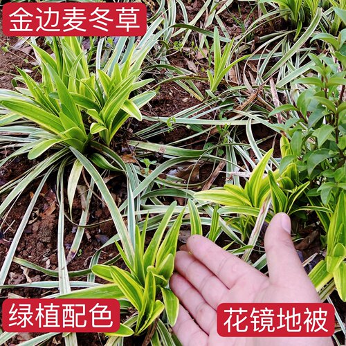 金边麦冬草书带草花叶玉龙草苗耐寒绿化地被工程庭院小区四季常青