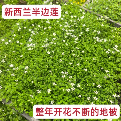 新西兰半边莲苔藓熊猫堇瞳草红叶景天庭院花园多年生植物四季开花